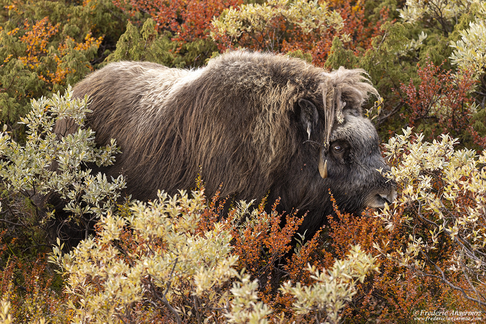 Female musk ox feeding in the bushes