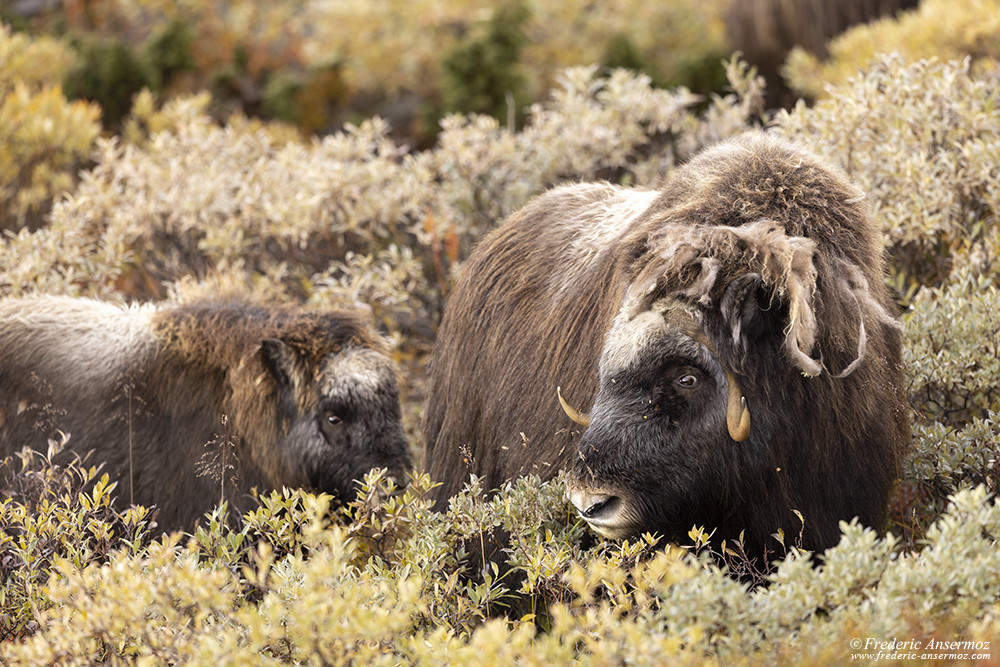 Musk ox cow and her calf