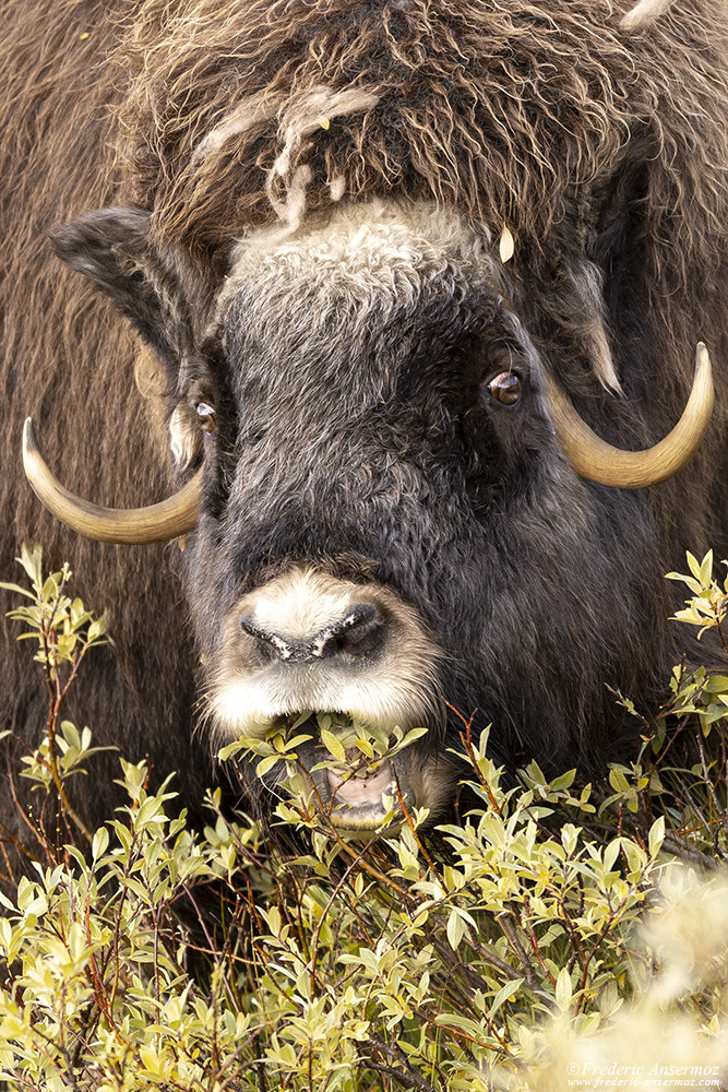 Musk ox feeding in the middle of bushes