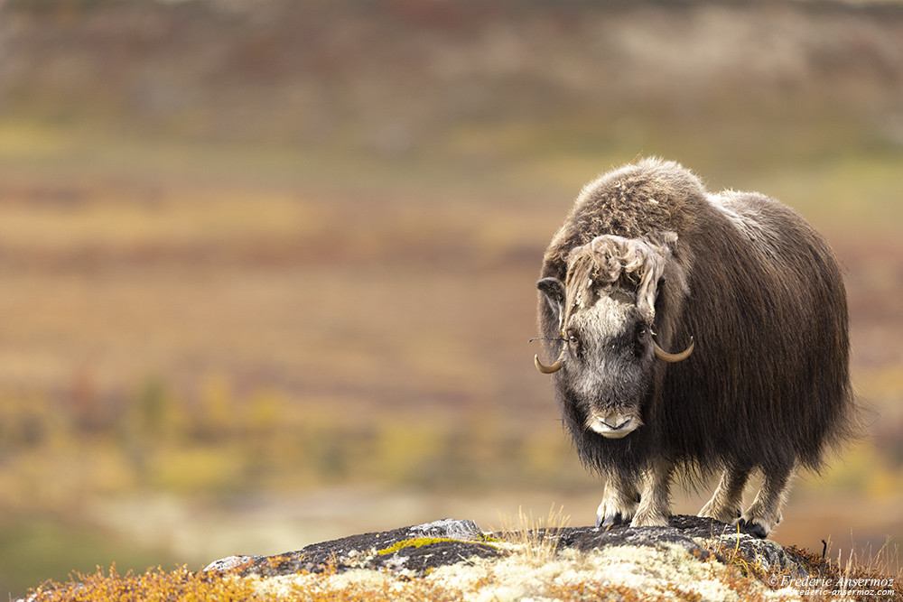 Musk ox