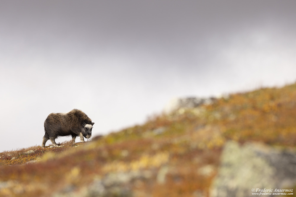 Jeune bœuf musqué dans le vent au parc du Dovrefjell en Norvège