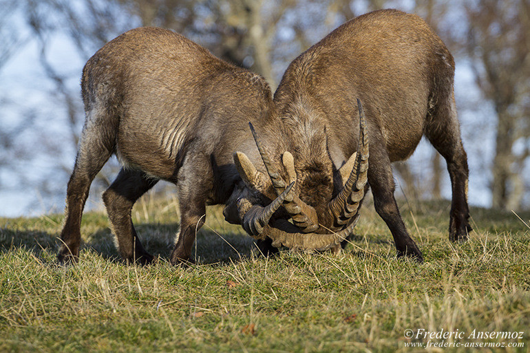 Ibexes