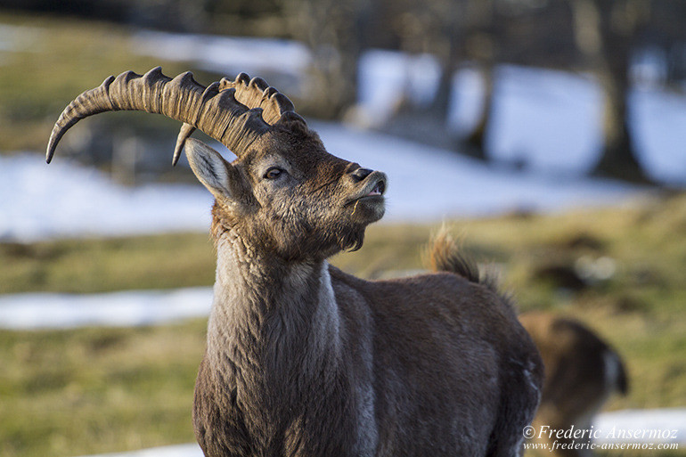 Ibexes