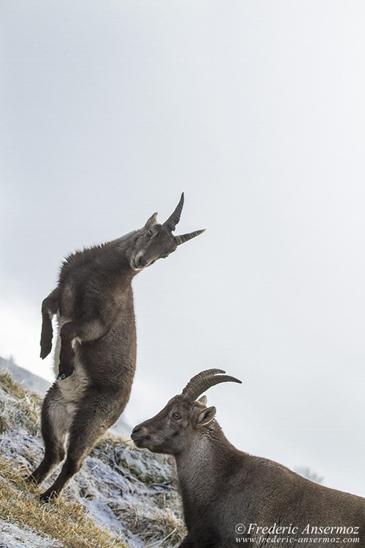 Ibexes Ibexes