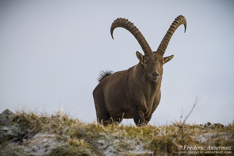 Ibexes