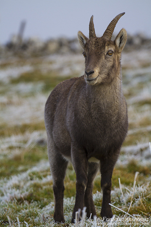 Ibexes