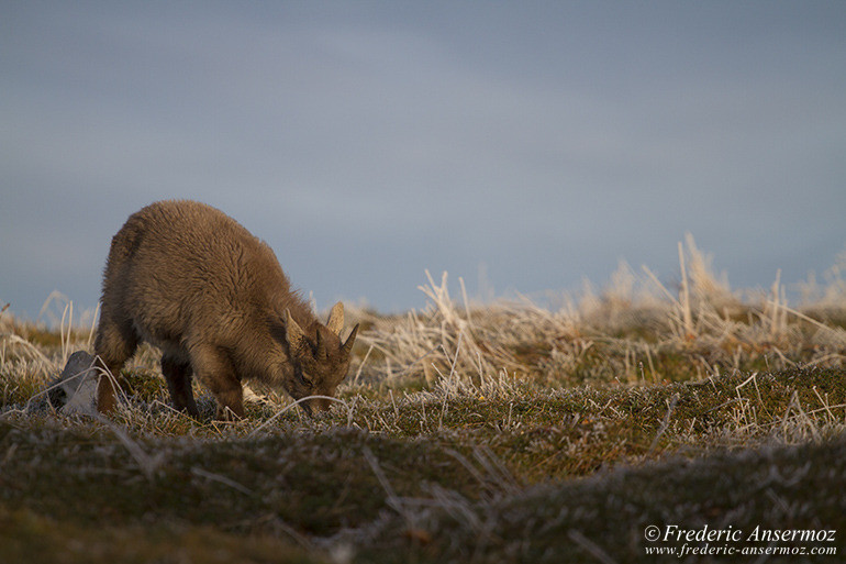 Ibexes