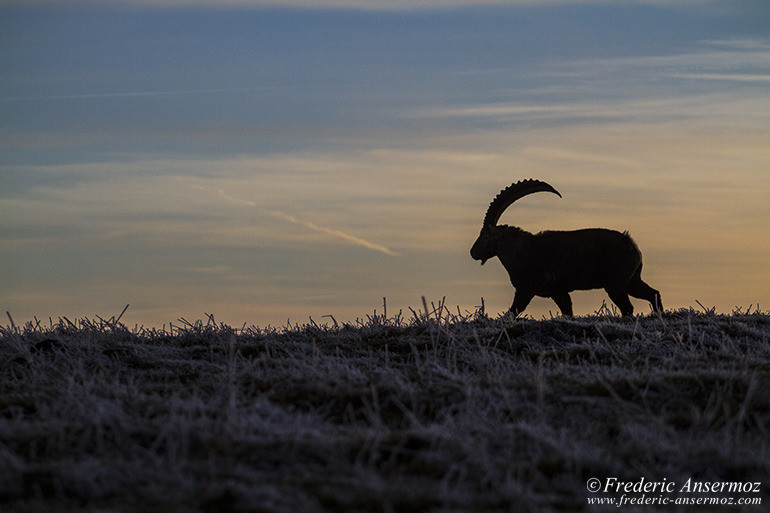 Ibexes