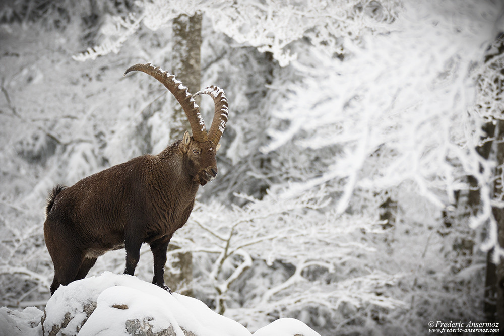 Alpin ibex of Creux du Van, male in Winter