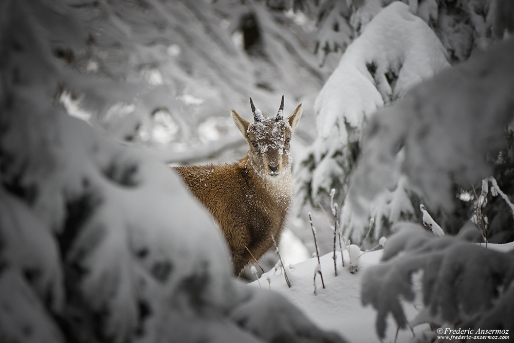 Young ibex of Creux du Van, Switzerland