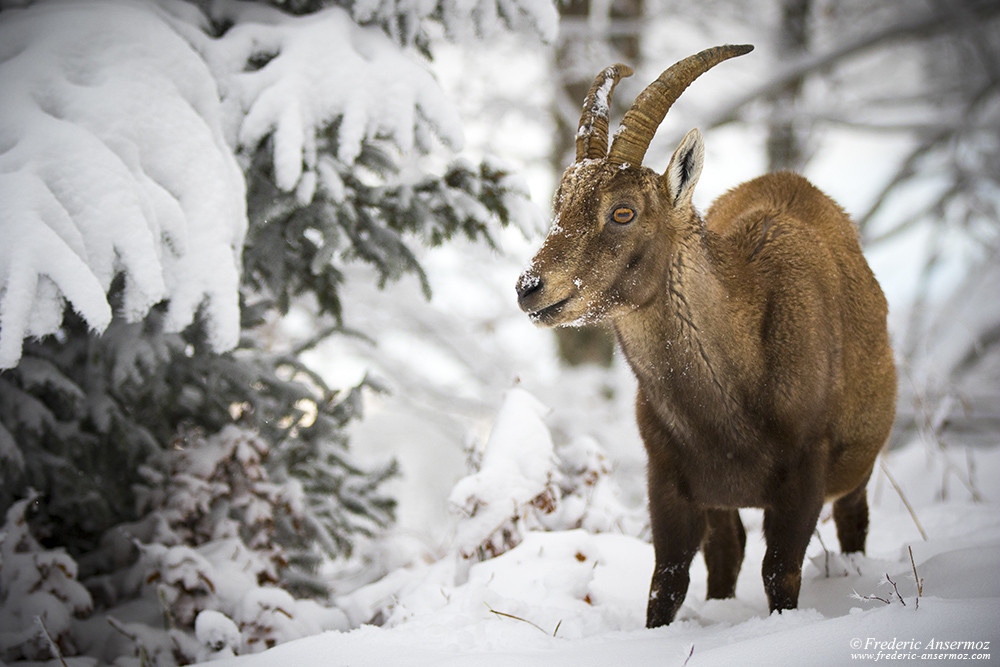 Female Alpine ibex, mountain goat, Switzerland