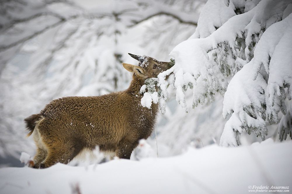 Young ibex eating fir tree branches