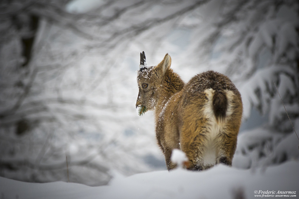 Bouquetin se nourrissant en hiver, Creux du Van