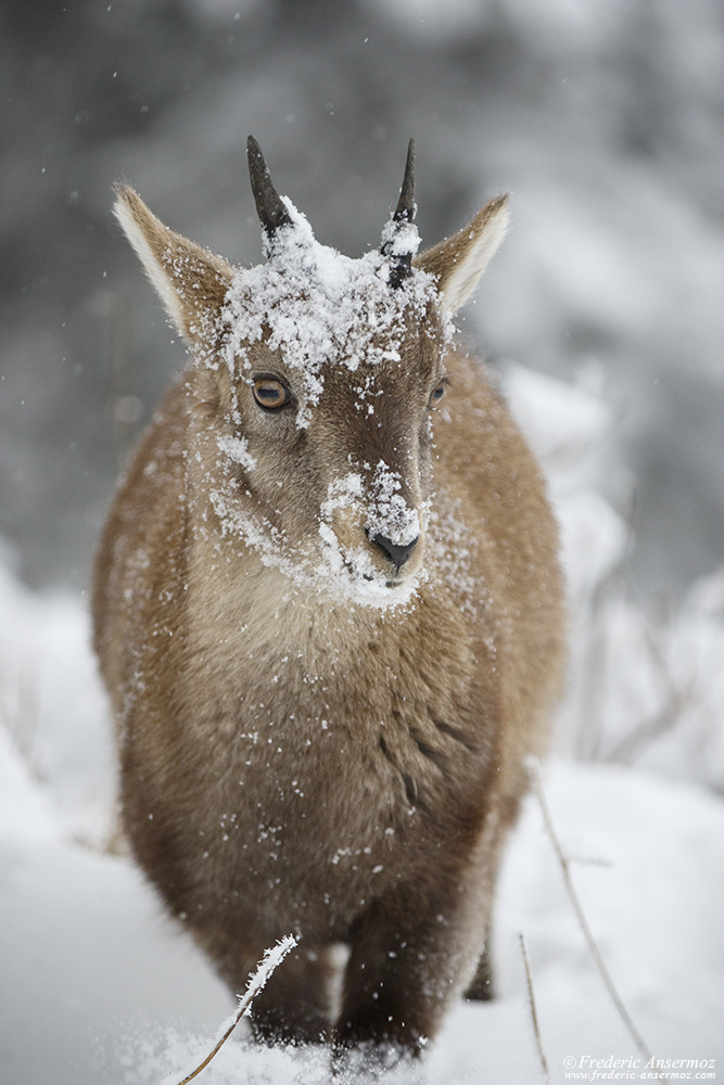 Jeune bouquetin dans la neige, cabris