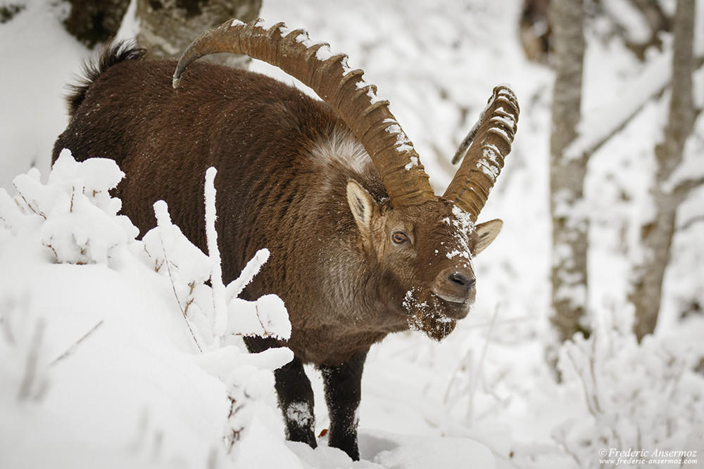 Alpine Ibexes mating season in Winter