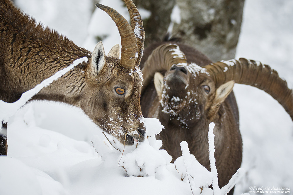 Mating season for alpine ibexes, Creux du Van