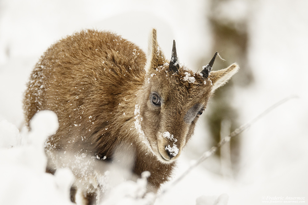 Jeune bouquetin dans la neige