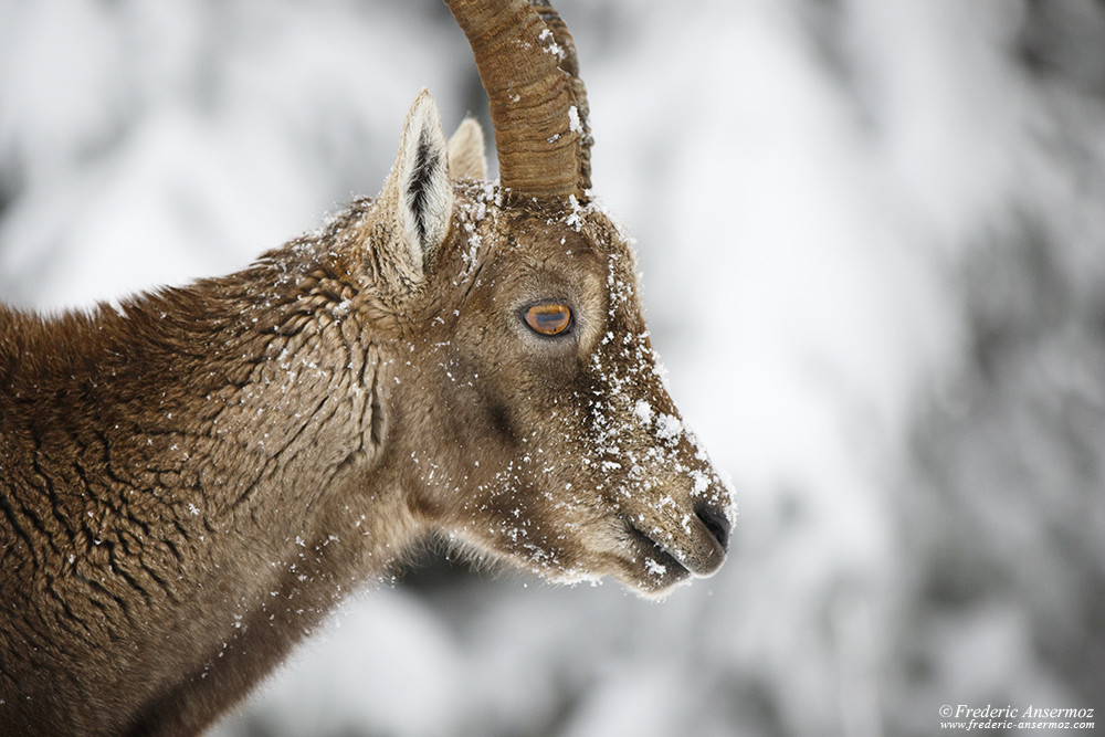 Female ibex portrait, Creux du Van, Switzerland