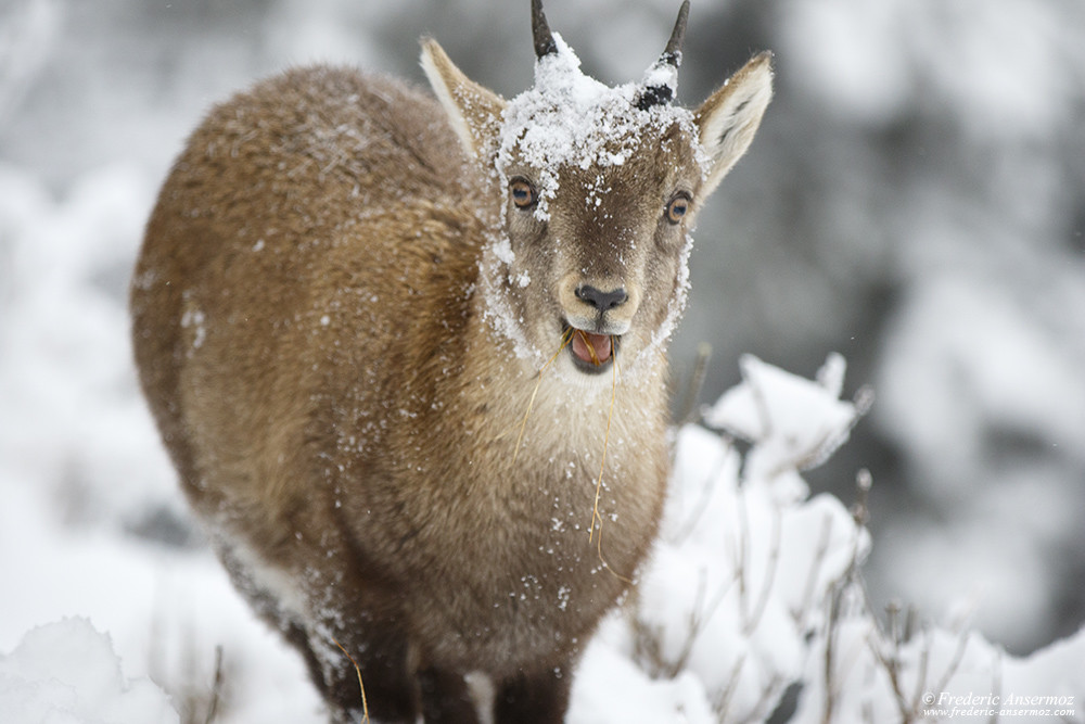 Young ibex portrait, Creux du Van, Switzerland