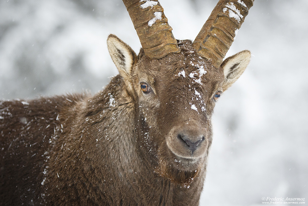 Male ibex portrait, Creux du Van, Switzerland