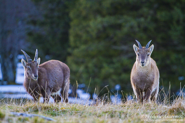 Ibexes