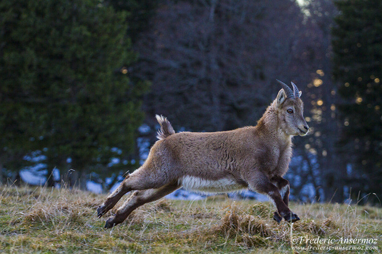 Young ibex playing