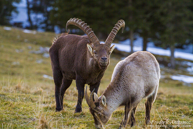 Ibexes