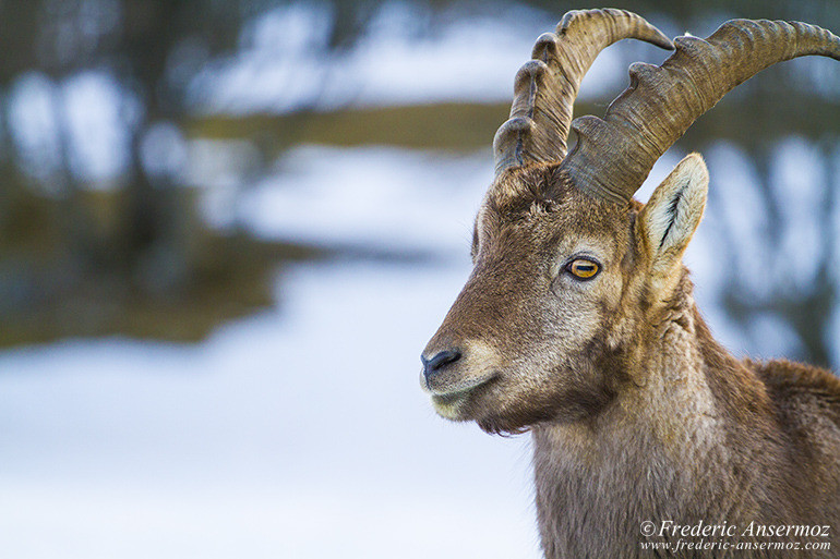 Ibexes