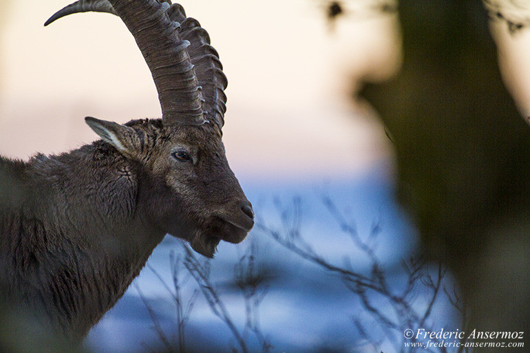 Ibexes