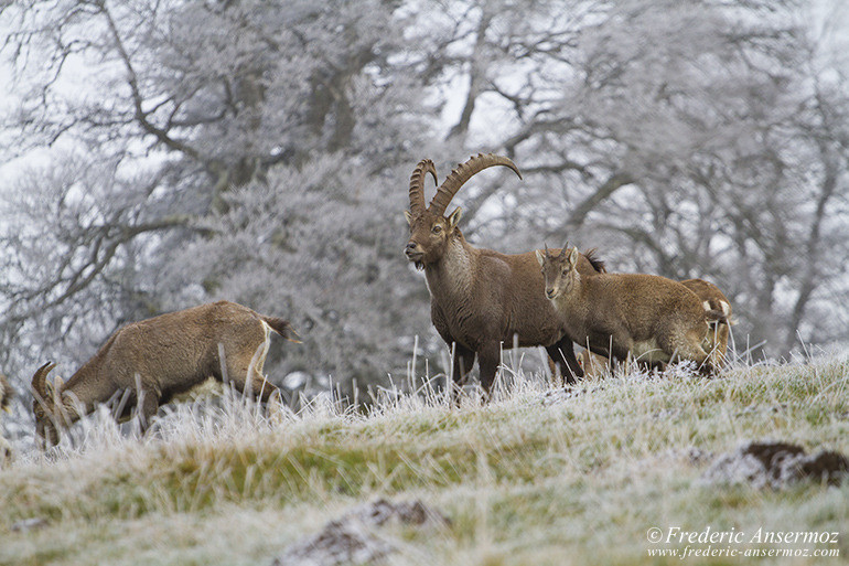 Ibexes