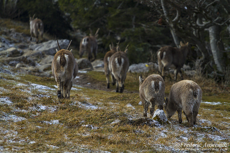 Ibexes