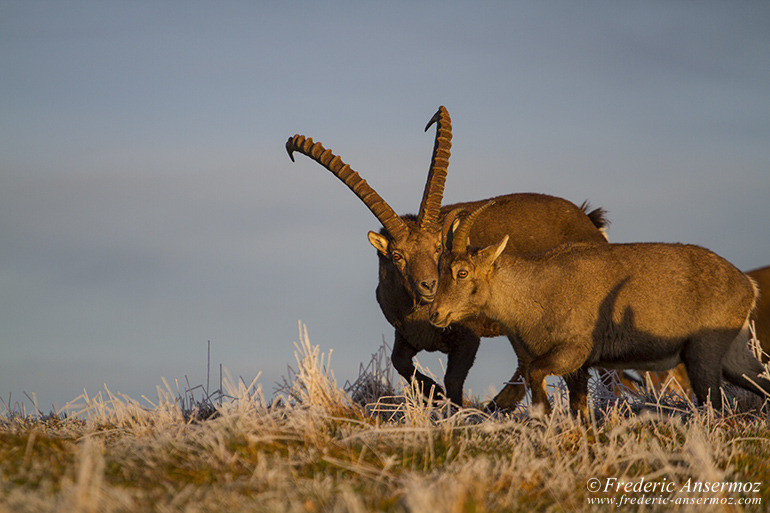 Ibexes