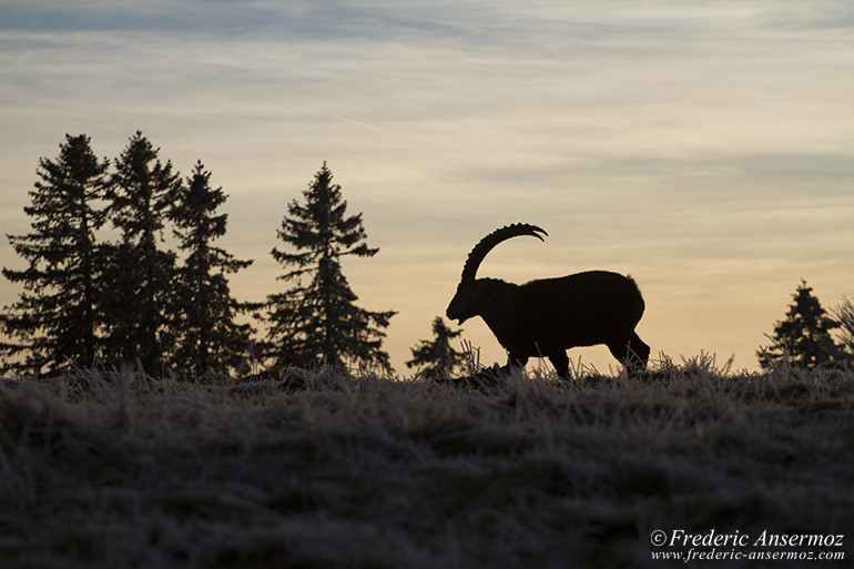 Silhouette de bouquetin