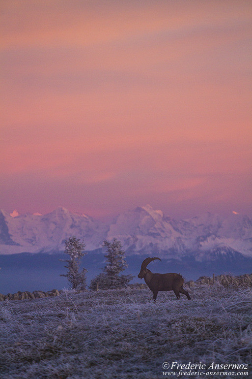 Ibexes at sunset with swiss mountains in the background