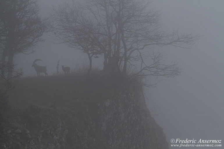 Ibexes Ibexes