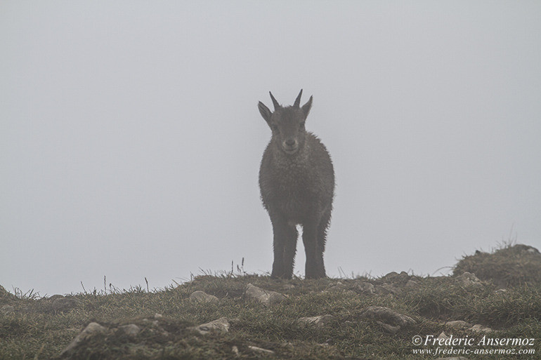 Ibexes