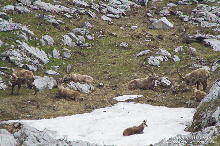 Bouquetins et chamois