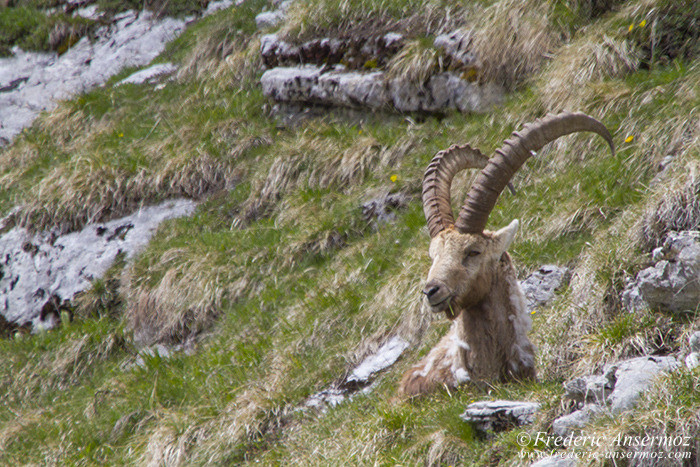 Bouquietin montagne