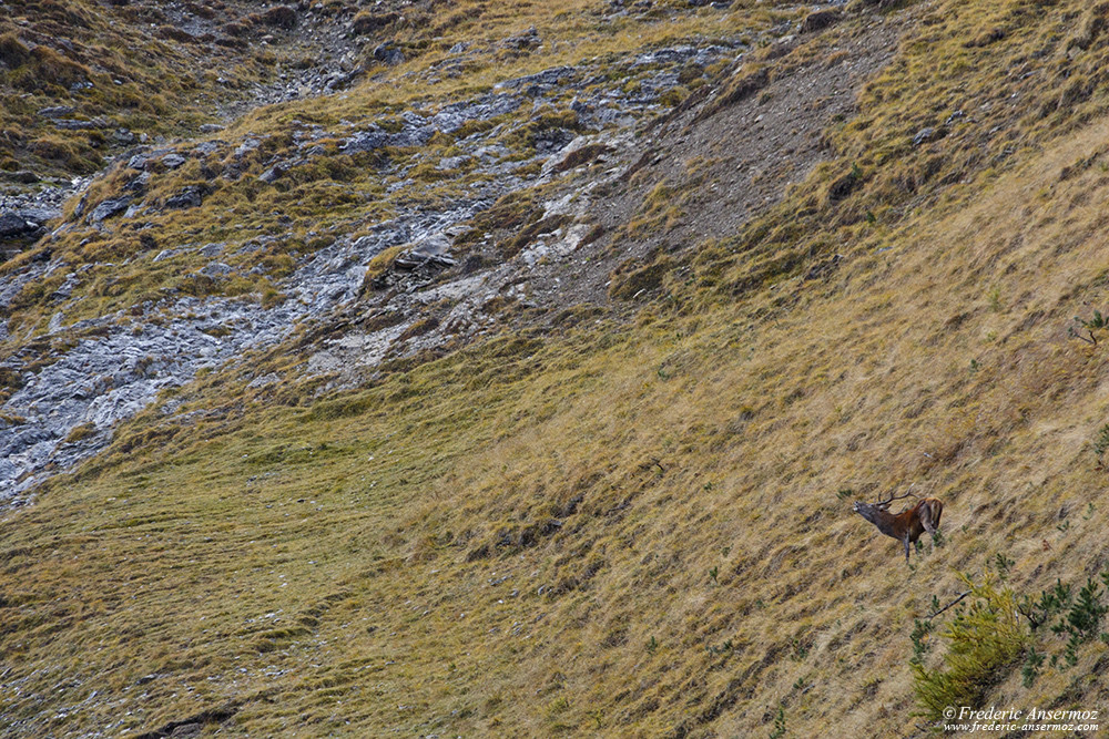 Red deer stag roaring during mating season