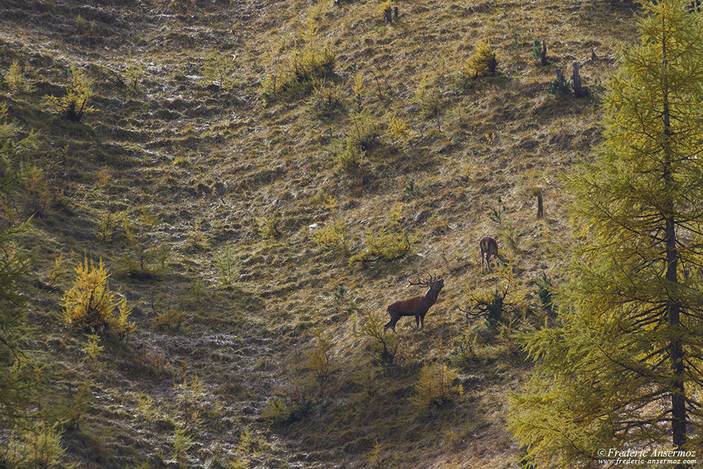 Période de rut pour les cerfs