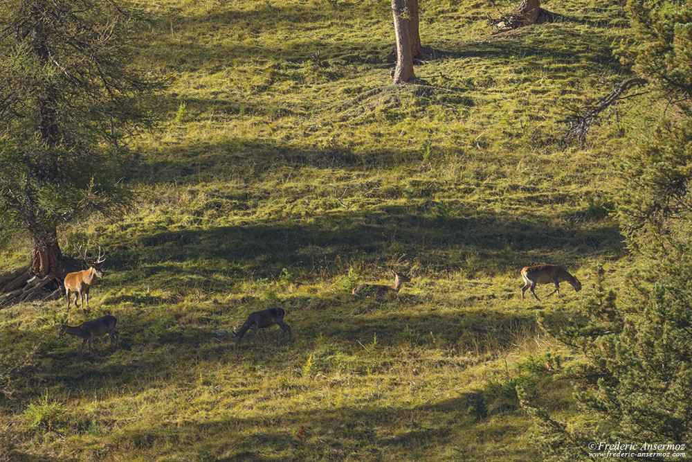 Red deer stag among female deers in the mountains