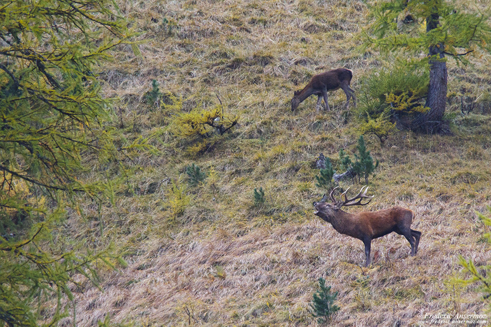 Red deer stag trying to impress a female nearby