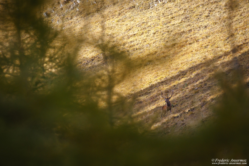 Red deer stag roaring in the mountains, watch Wildlife