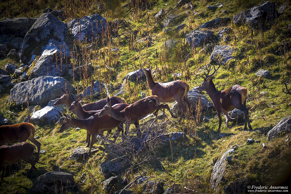 Red deer stag gathering its herd