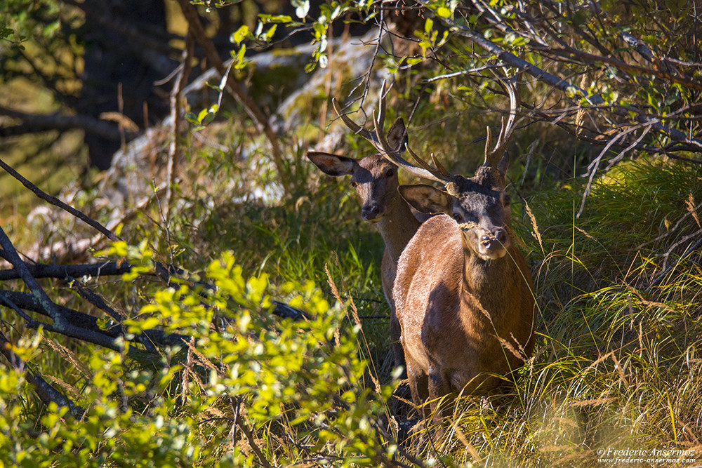 Red deer stag and its female deer in the wild