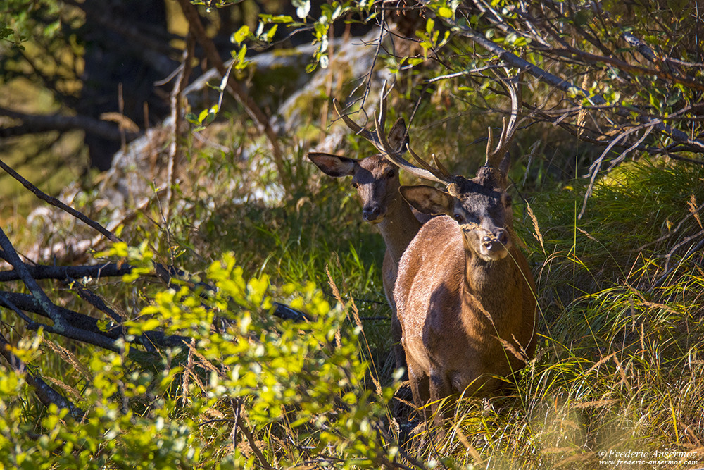 Cerf et biche dans la nature sauvage