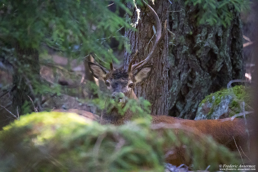 Deers in the woods, observe Wildlife
