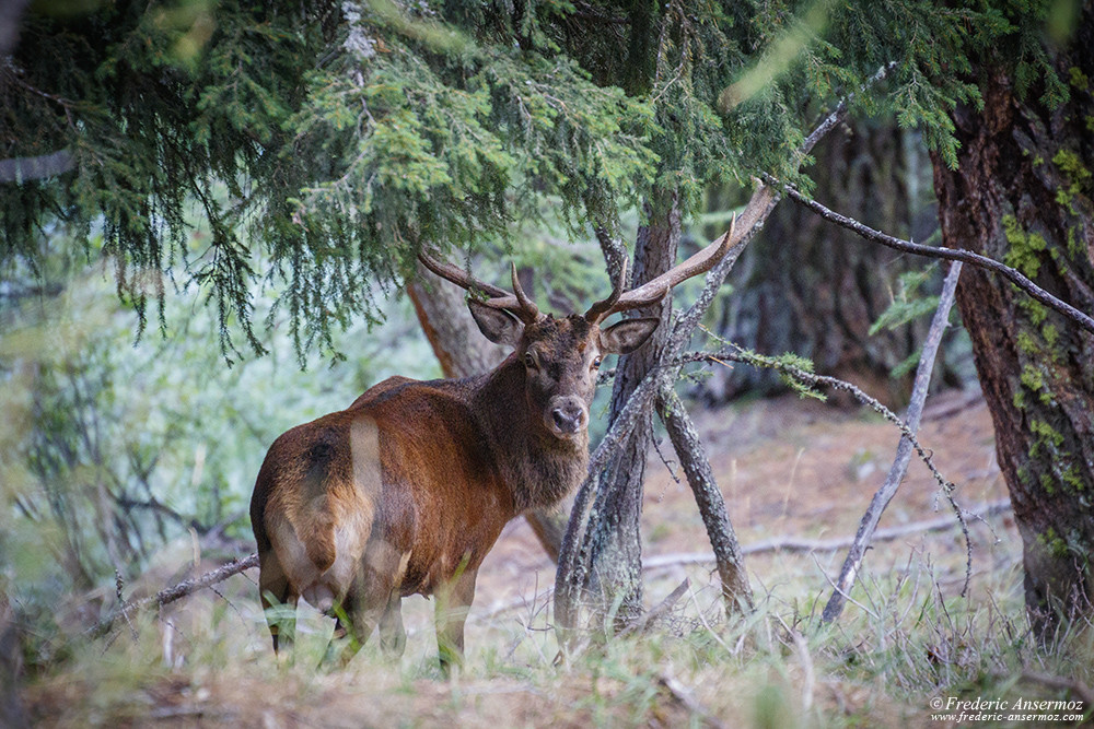 Cerf élaphe en forêt