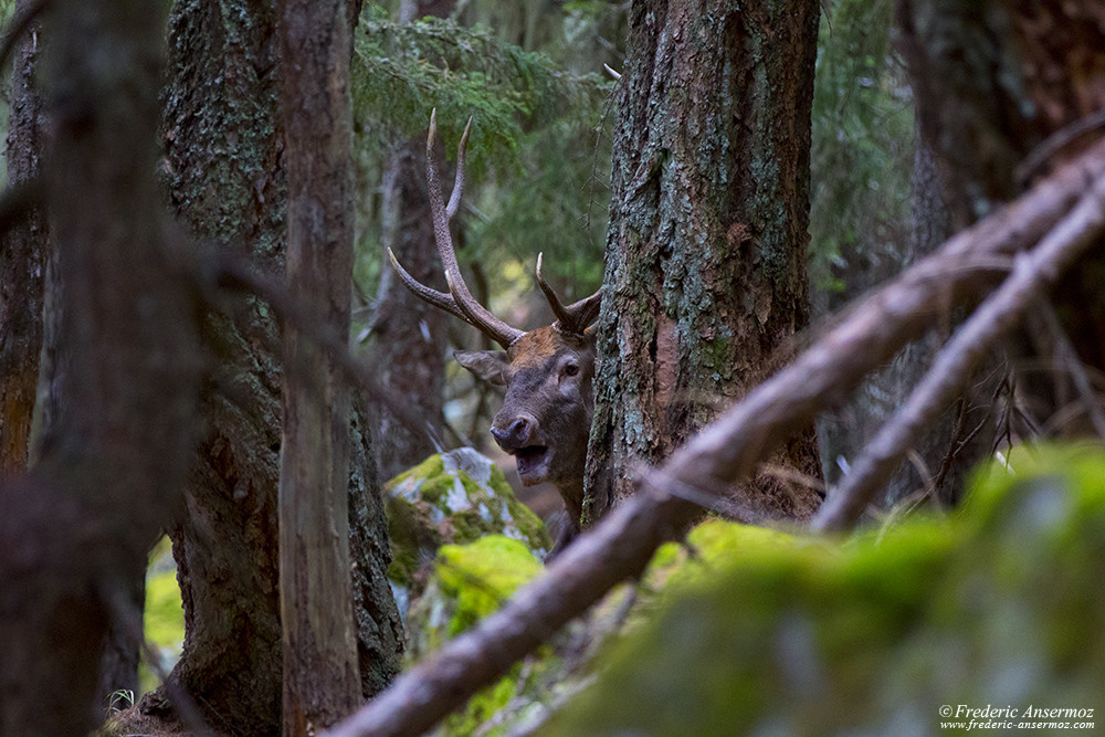 Red deer stag's roar in the woods