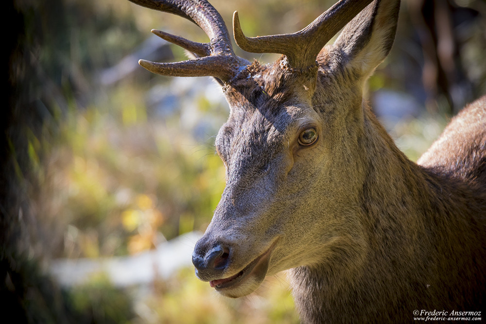 Portrait de cerf élaphe